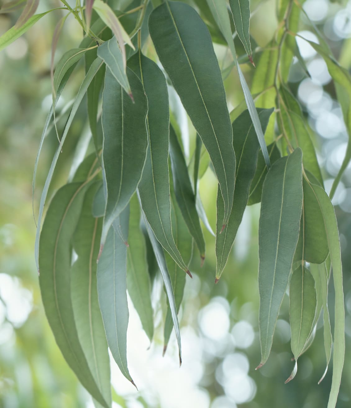 Branche et feuilles d'eucalyptus