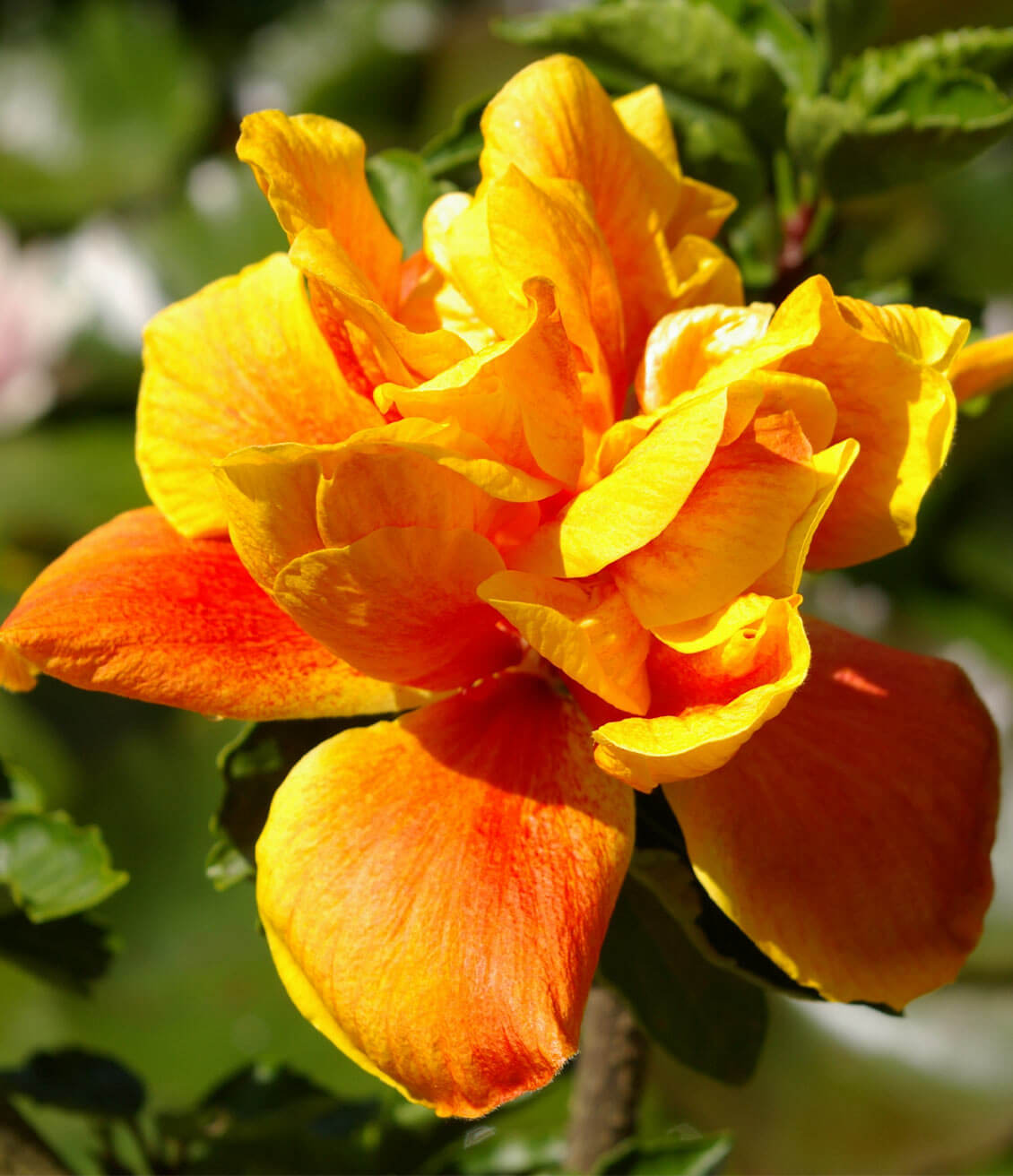 Fleur d'hibiscus jaune orangée, aux pétales simples et ovales