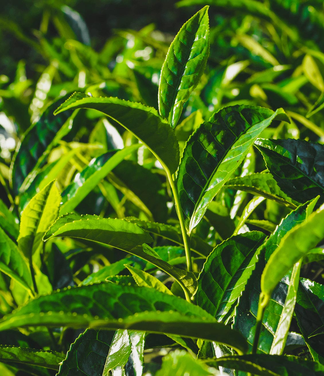 Plant de thé vert en gros plan
