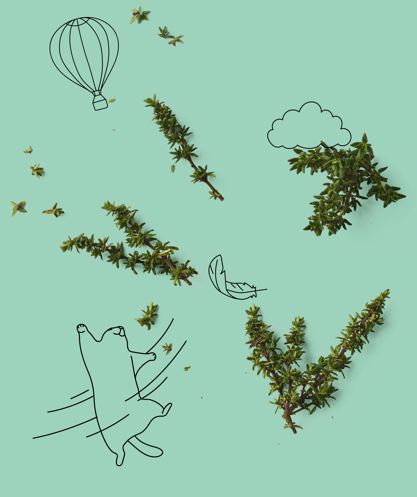 Branches de Thym sur fond vert avec dessins de marmottes