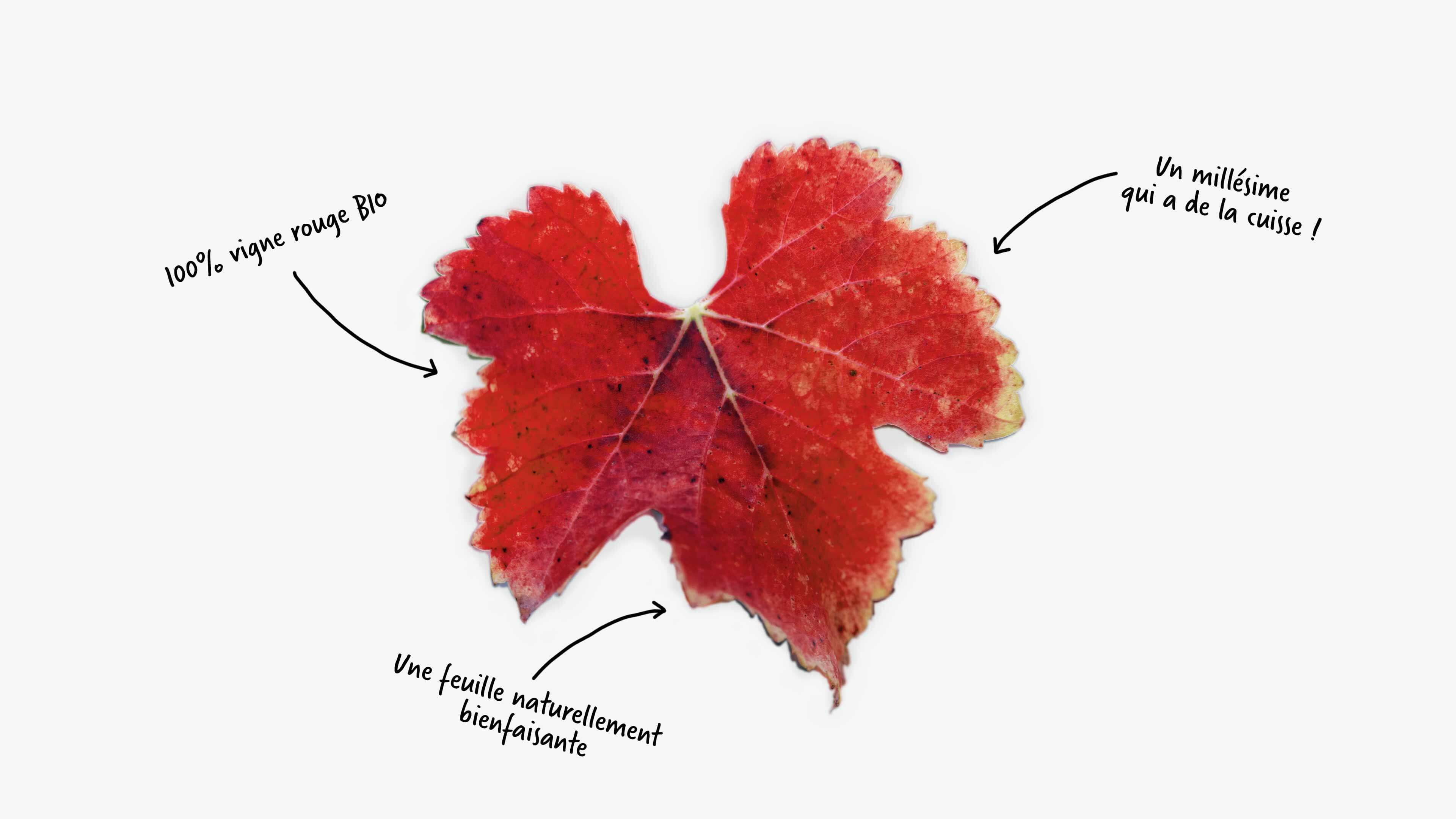 Zoom sur la feuille de vigne rouge, à consommer en infusion ou en tisane